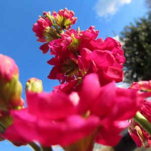 ストックのまっすぐ香る花穂を撮影した花写真