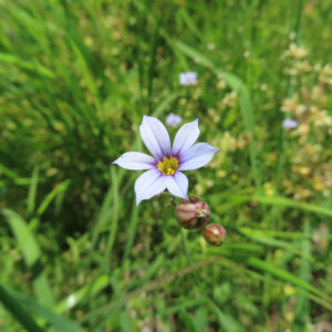 草むらに咲く淡青色のニワゼキショウの花とつぼみの写真