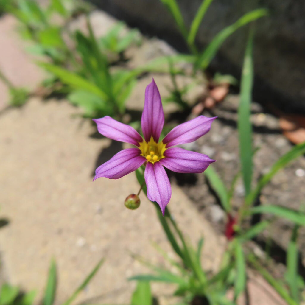 ニワゼキショウが薄紫色の花をさかせています