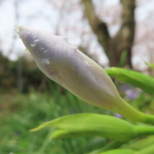 シャガの日陰に咲く文様花を撮影した花写真