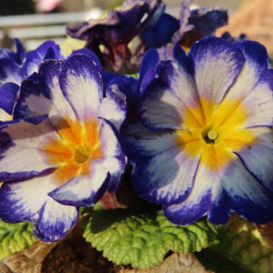 プリムラの春を告げる花を撮影した花写真