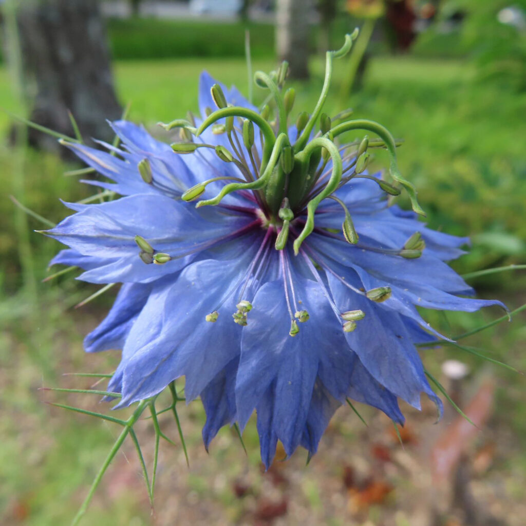 青いニゲラの花