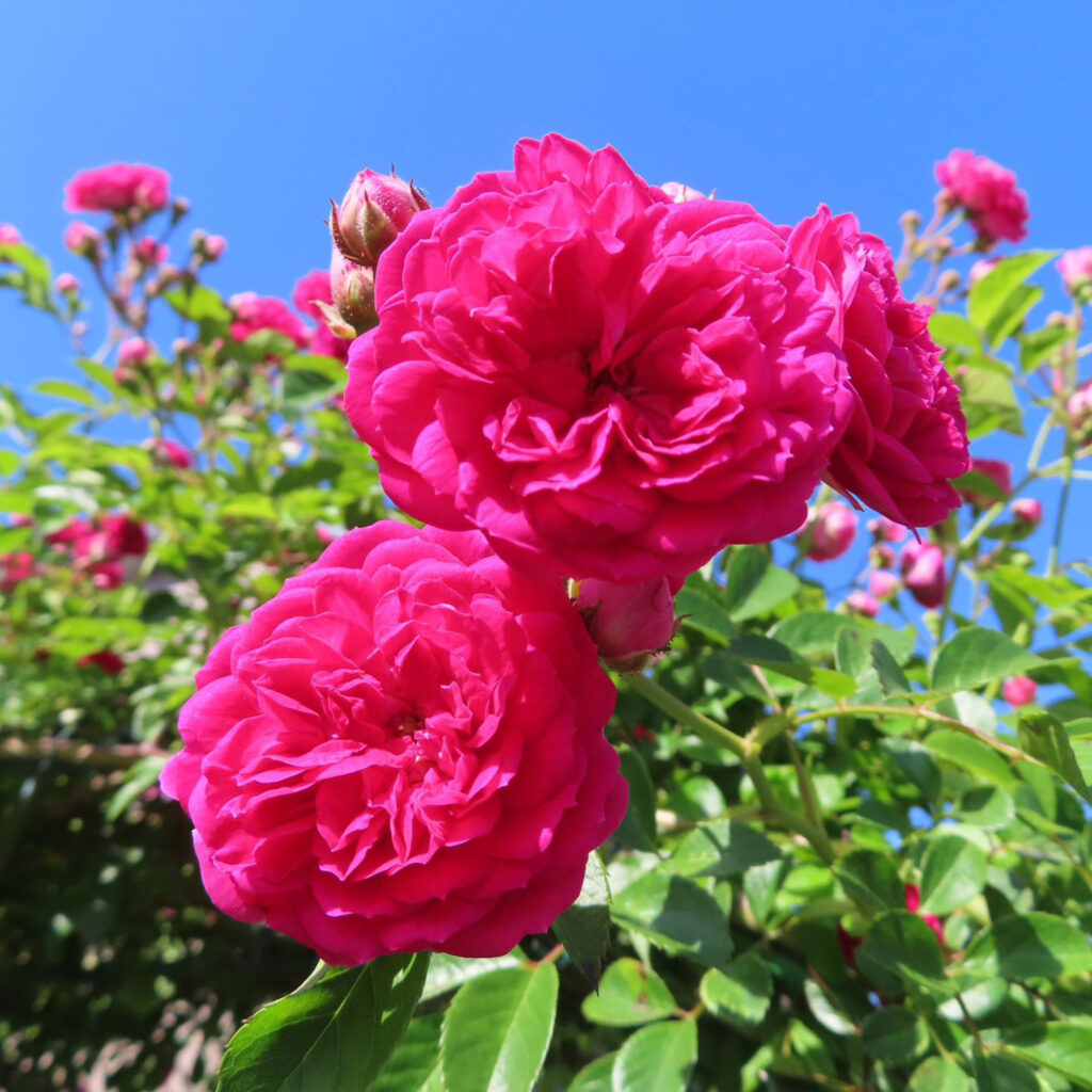 バラがピンク色の花を咲かせています