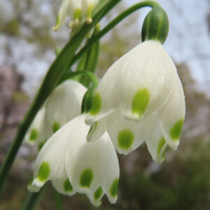 スノーフレークの鈴蘭水仙の白いベル花を撮影した花写真