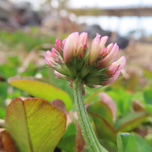 シロツメクサの白詰草とクローバーを撮影した花写真
