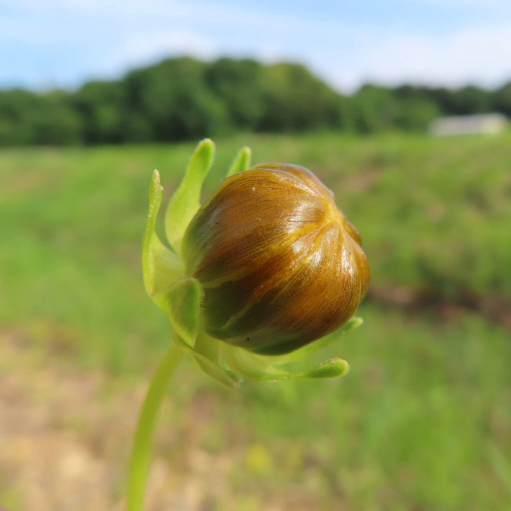 オオキンケイギクの茶色の蕾