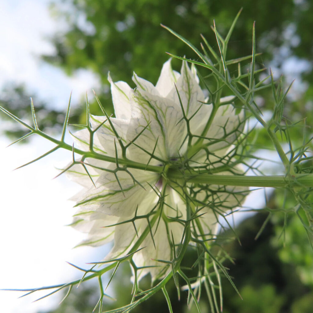 下から見た白いニゲラの花