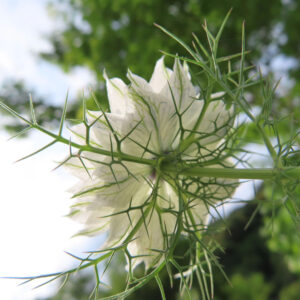 ニゲラの黒種草と霧の中の恋を撮影した花写真