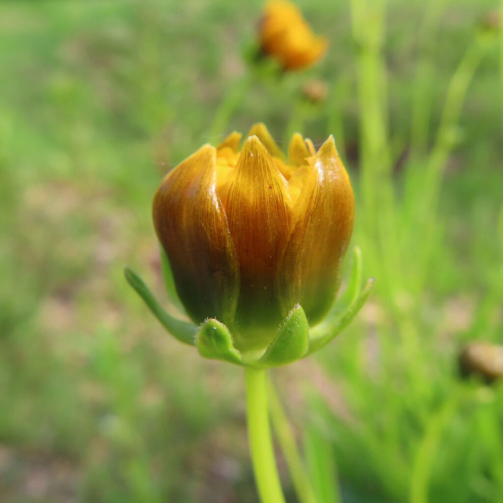 オオキンケイギクの茶色の蕾が開きかけています