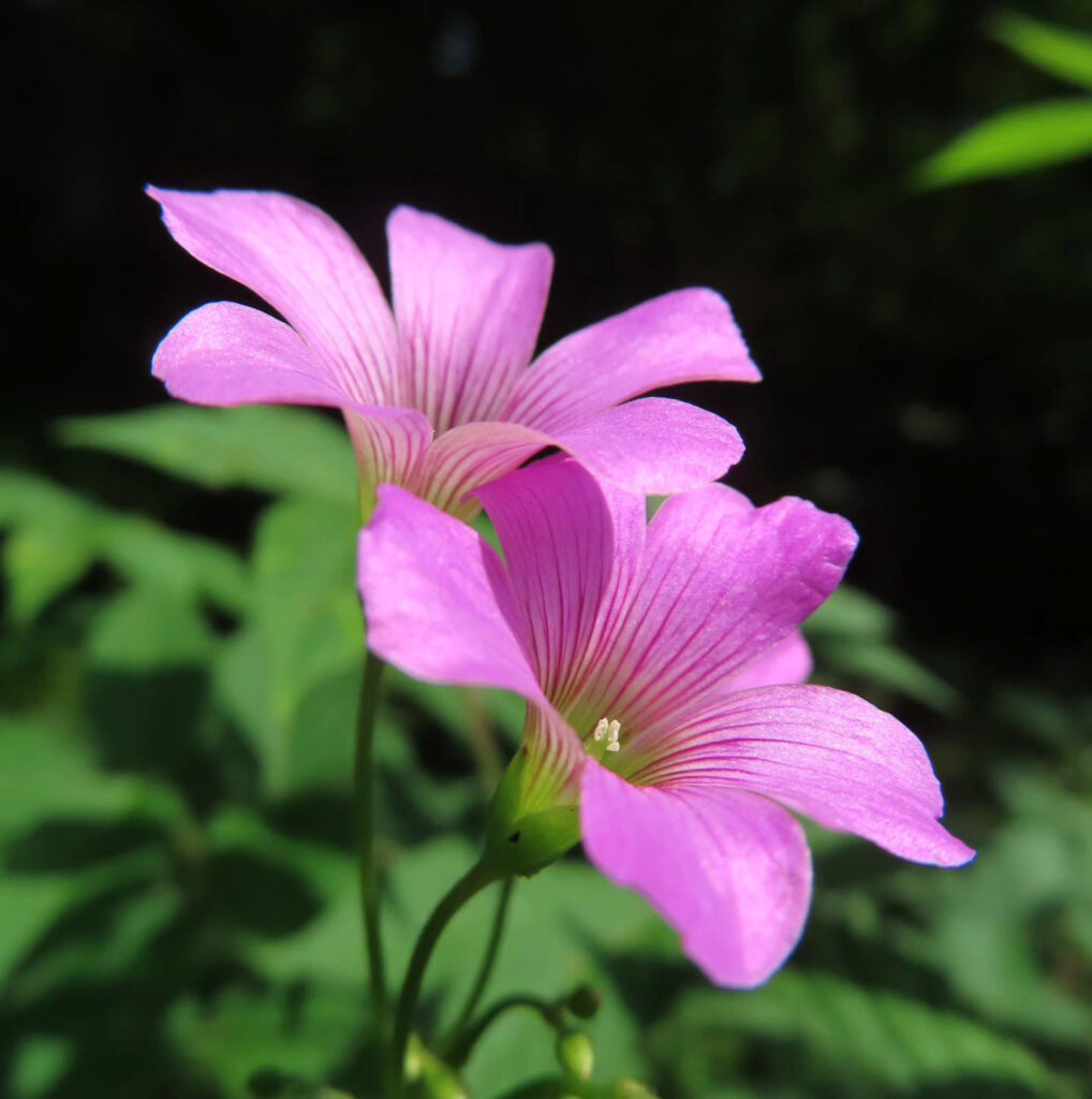 横からのムラサキカタバミのピンク色の花