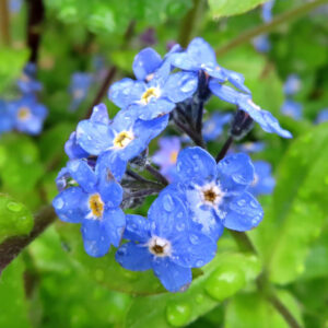 ワスレナグサの花を撮影した無料写真素材