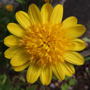 マーガレットの真珠の花を撮影した花写真