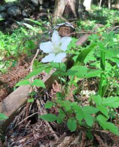 クサイチゴの白花を撮影した花写真