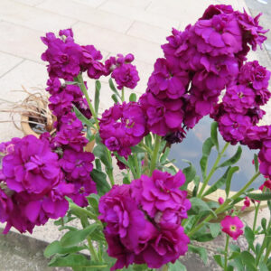 ストックのまっすぐ香る花穂を撮影した花写真