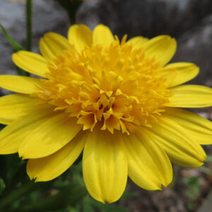 マーガレットの真珠の花を撮影した花写真