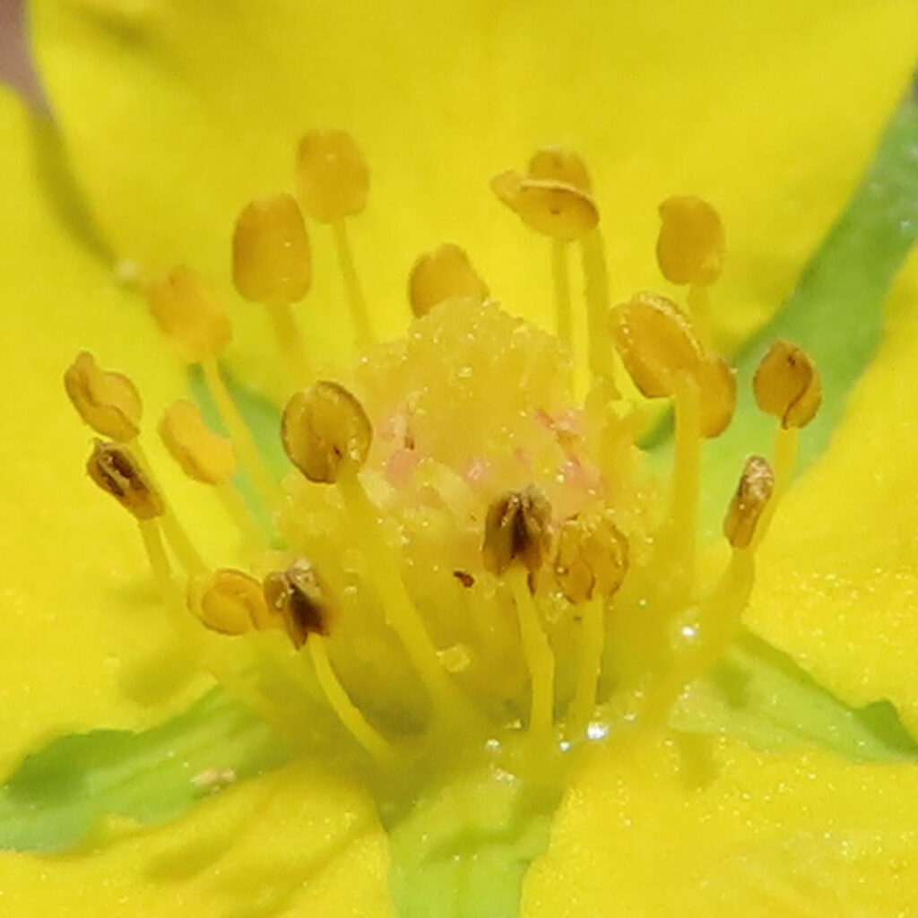 ヘビイチゴが黄色い花を咲かせています