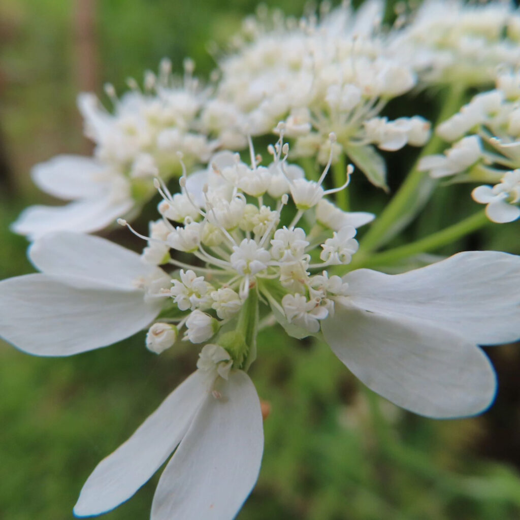 白いオルレアの花のクローズアップ