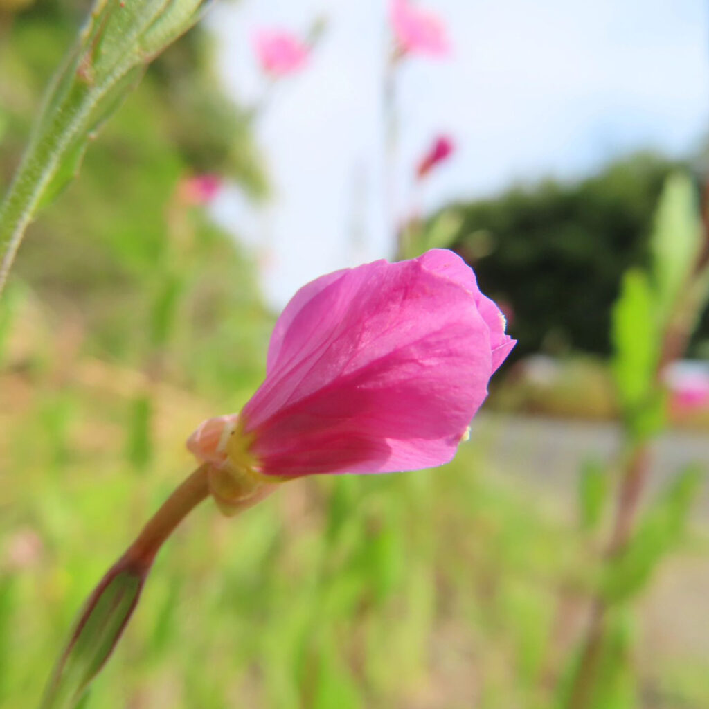 ユウゲショウがピンク色の花を咲かせています