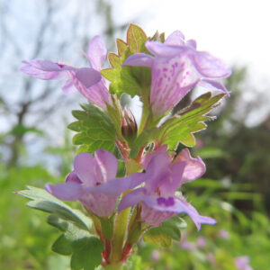 カキドオシの垣を通す春の薄紫花を撮影した花写真