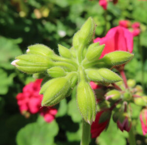 ゼラニウムの天竺葵とくちばし形を撮影した花写真