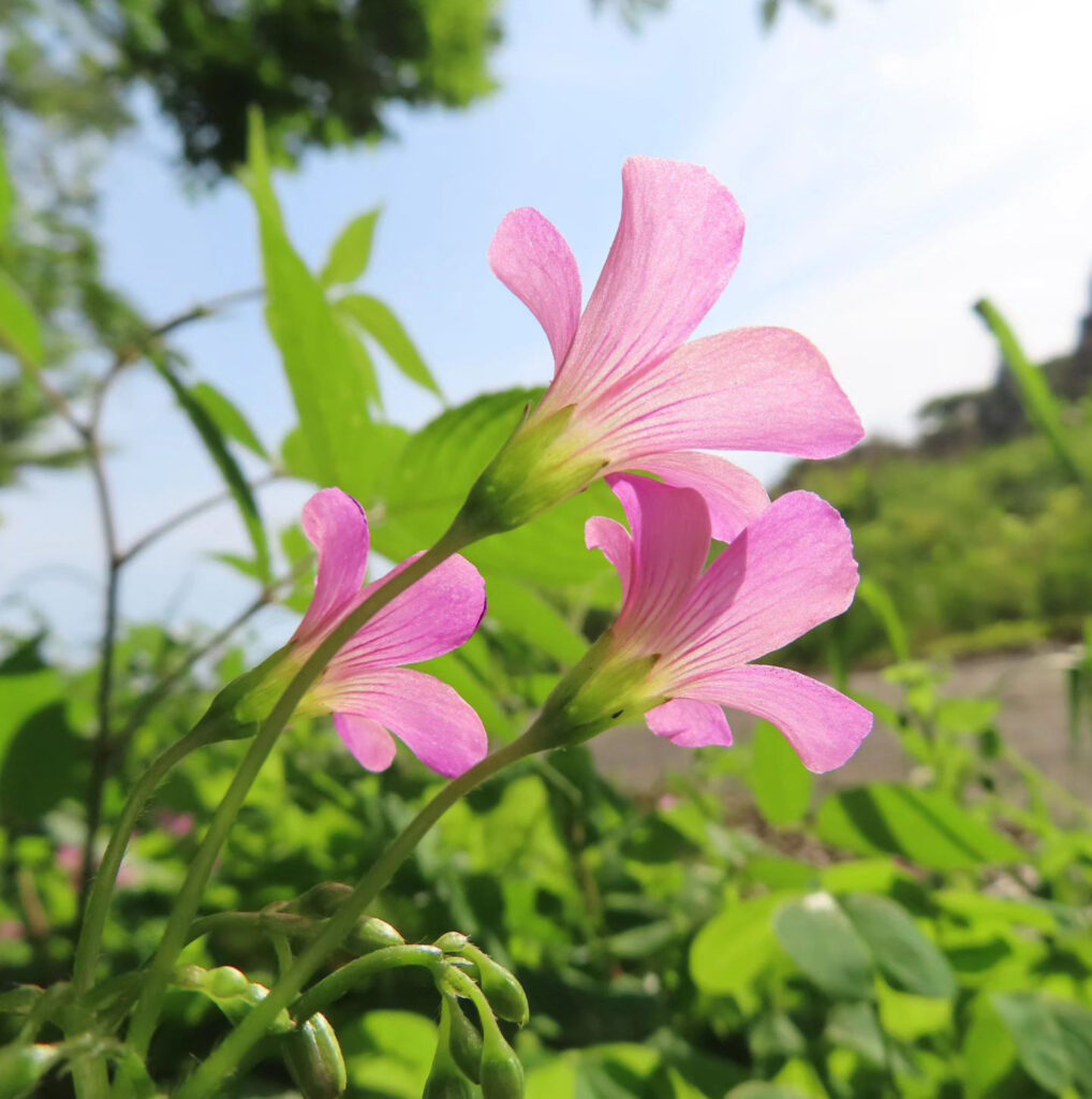 裏からのムラサキカタバミのピンク色の花