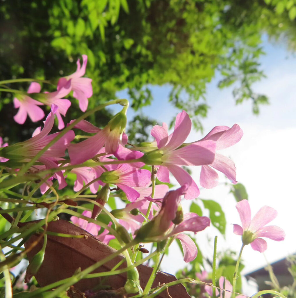 裏から見たピンク色の花を咲かせるムラサキカタバミの群生