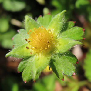 ヘビイチゴの黄色い花を撮影した花写真