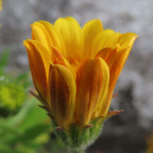 マーガレットの真珠の花を撮影した花写真
