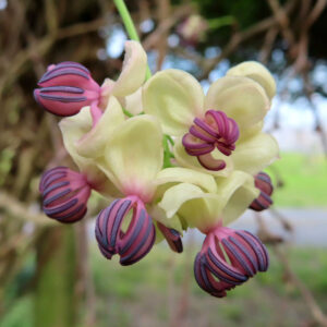 アケビのつるに咲く紫花を撮影した花写真