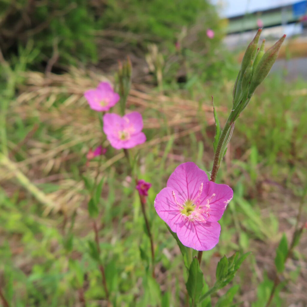 ユウゲショウがピンク色の花を咲かせています