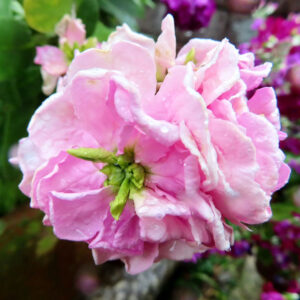 ストックのまっすぐ香る花穂を撮影した花写真