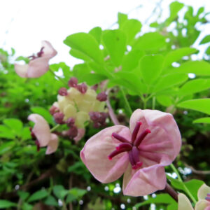 アケビのつるに咲く紫花を撮影した花写真