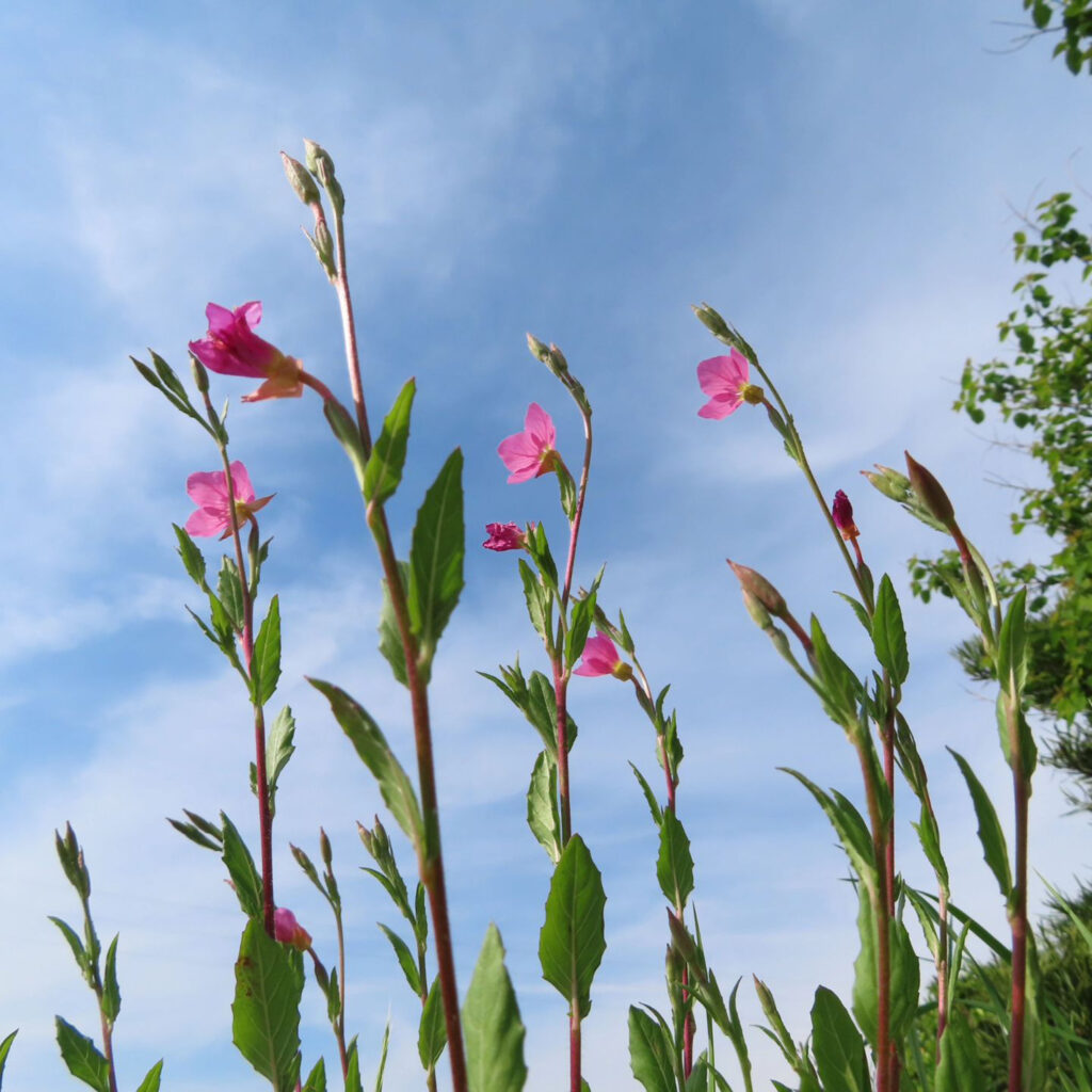 ユウゲショウがピンク色の花を咲かせています