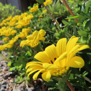 黄色いガザニアの花が列になって咲く様子を接写で撮影した写真