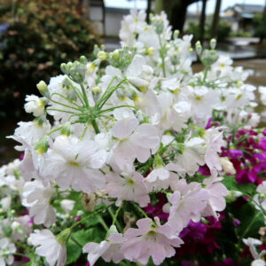 プリムラの春を告げる花を撮影した花写真