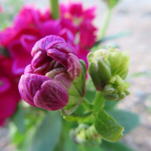 ストックのまっすぐ香る花穂を撮影した花写真