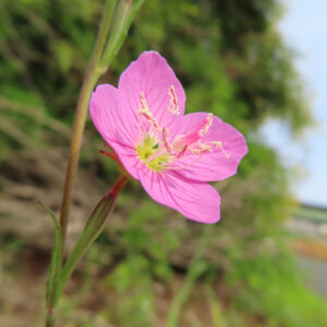 ユウゲショウの花が斜めから咲き誇る様子を自然光で撮影した写真
