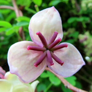 アケビのつるに咲く紫花を撮影した花写真