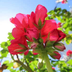 ゼラニウムの天竺葵とくちばし形を撮影した花写真