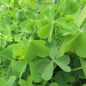 カタバミの片喰の三小葉を撮影した花写真