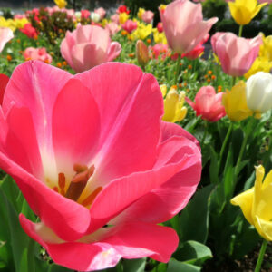 チューリップのターバンに由来する春の球根花を撮影した花写真
