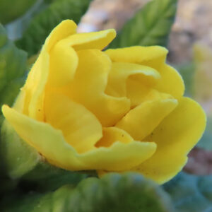 プリムラの春を告げる花を撮影した花写真