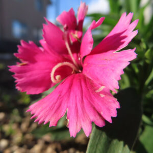 ナデシコの秋の七草を撮影した花写真