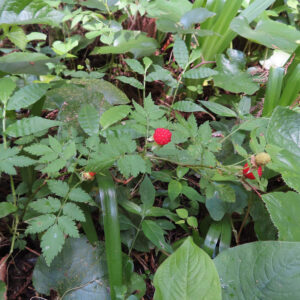 クサイチゴの白花を撮影した花写真