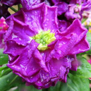 ストックのまっすぐ香る花穂を撮影した花写真