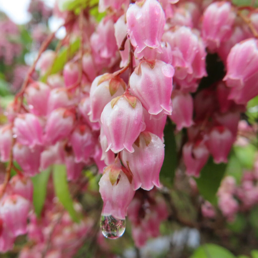 アセビがピンク色の花を咲かせています