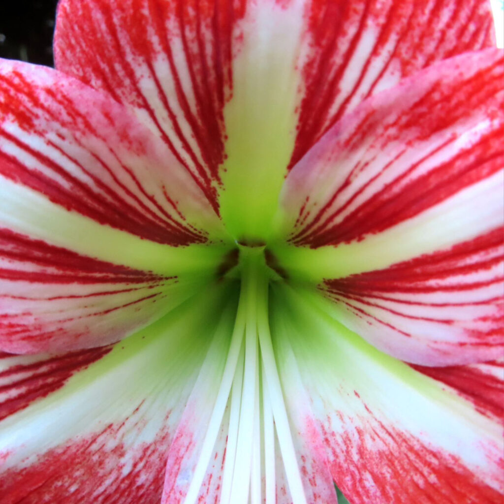 クローズアップしたアマリリスの花の中央