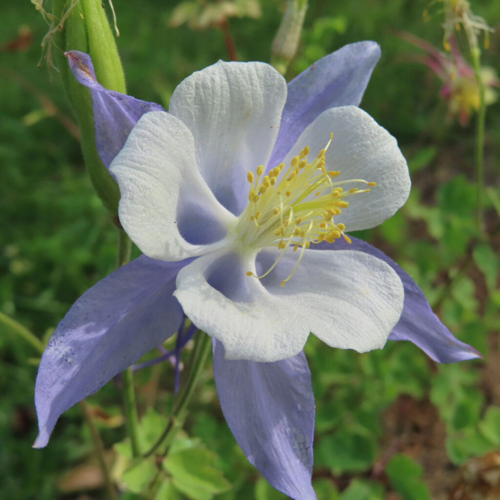 白と紫色のオダマキの花