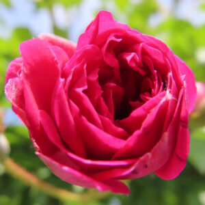 バラの美しく撮るポイントを撮影した花写真