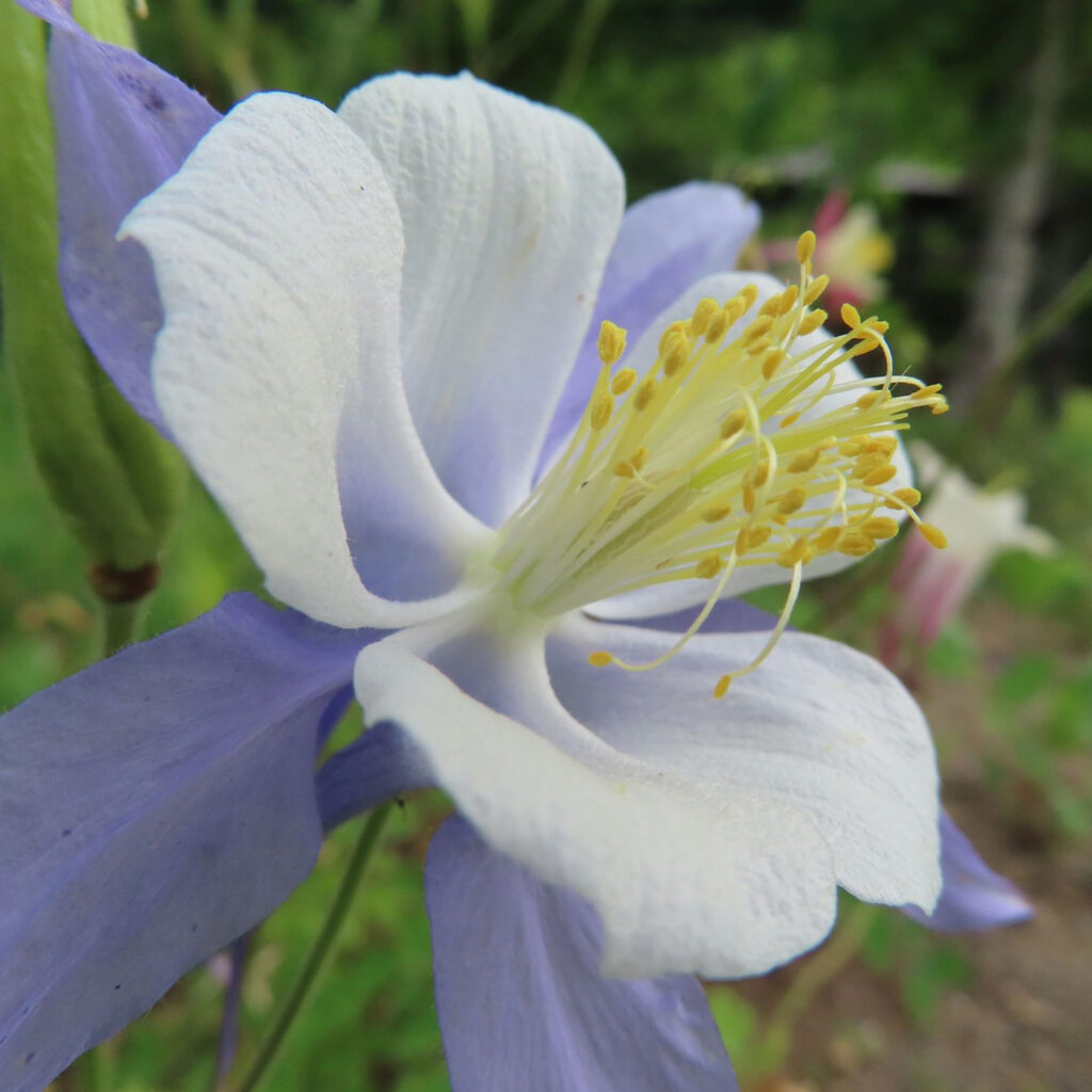 白と紫色のオダマキの花のクローズアップ